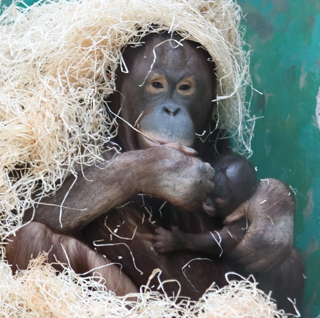 zoo bojnice orangutan vila darinka vylety